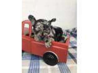French Bulldog Puppy for sale in Campobello, SC, USA