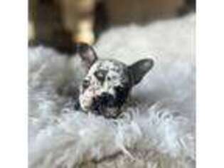 French Bulldog Puppy for sale in Richland, WA, USA