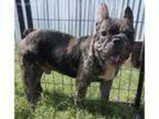 French Bulldog Puppy for sale in Gurley, AL, USA