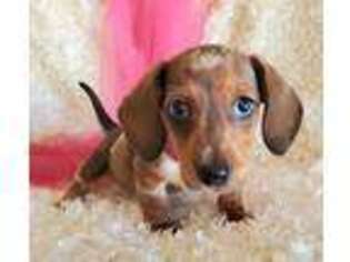 Dachshund Puppy for sale in Becker, MN, USA