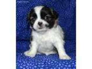 Pug Puppy for sale in Abilene, KS, USA