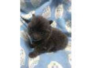 Pomeranian Puppy for sale in Harrod, OH, USA