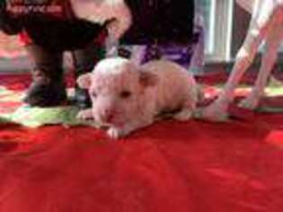 Bichon Frise Puppy for sale in Brentwood, TN, USA