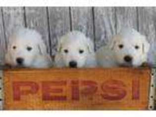 Great Pyrenees Puppy for sale in Nokesville, VA, USA