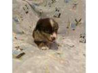 Miniature Australian Shepherd Puppy for sale in Goldvein, VA, USA