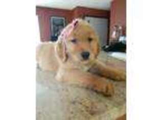 Golden Retriever Puppy for sale in Bushkill, PA, USA