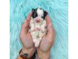 Pomeranian Puppy for sale in Buford, GA, USA