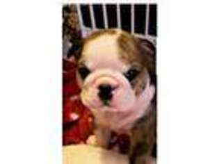 Bulldog Puppy for sale in Poplar Bluff, MO, USA
