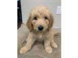 Goldendoodle Puppy for sale in Blessing, TX, USA