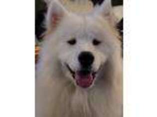 Samoyed Puppy for sale in Waverly, TN, USA