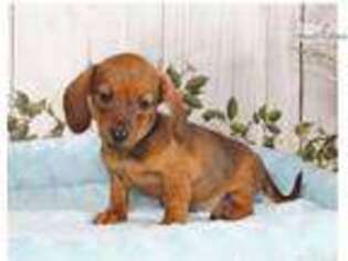 Mutt Puppy for sale in Williamsport, PA, USA
