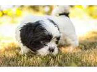 Lhasa Apso Puppy for sale in Portland, OR, USA