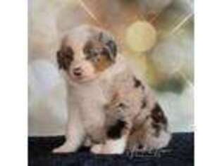 Australian Shepherd Puppy for sale in Amboy, IL, USA