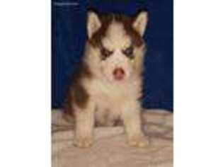 Siberian Husky Puppy for sale in Santee, CA, USA