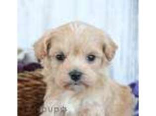 Mutt Puppy for sale in Syracuse, IN, USA