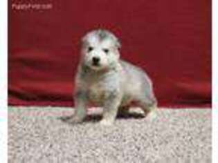Alaskan Malamute Puppy for sale in Grovespring, MO, USA