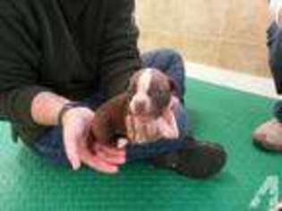 Alapaha Blue Blood Bulldog Puppy for sale in ORANGE PARK, FL, USA