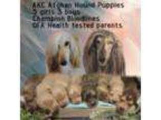 Afghan Hound Puppy for sale in Randleman, NC, USA