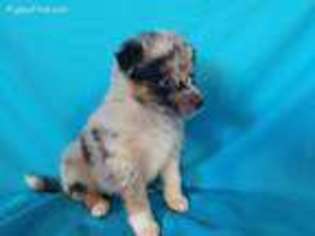 Australian Shepherd Puppy for sale in Loveland, CO, USA