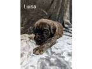Mastiff Puppy for sale in Eufaula, OK, USA