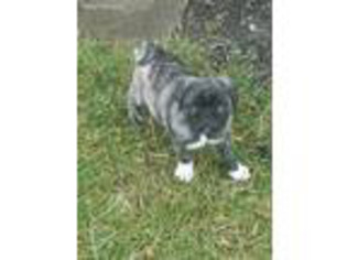 Pug Puppy for sale in Cleveland, OH, USA