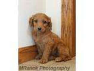 Mutt Puppy for sale in Mifflin, PA, USA