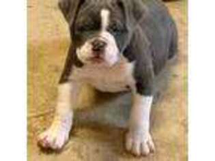 Olde English Bulldogge Puppy for sale in Karnes City, TX, USA