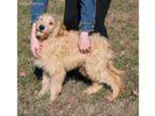 Goldendoodle Puppy for sale in Diamond, MO, USA