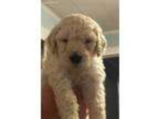 Goldendoodle Puppy for sale in Lamar, SC, USA