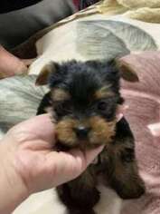 Yorkshire Terrier Puppy for sale in Hawthorne, NJ, USA