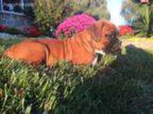 Boxer Puppy for sale in Leola, PA, USA