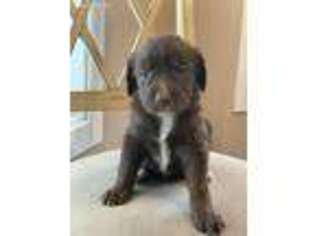 Mutt Puppy for sale in Hope, AR, USA