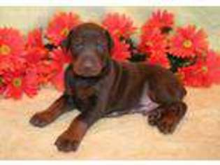Doberman Pinscher Puppy for sale in Ulster, PA, USA