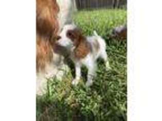 Cavalier King Charles Spaniel Puppy for sale in Harlingen, TX, USA