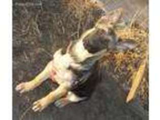 German Shepherd Dog Puppy for sale in Rensselaer, IN, USA