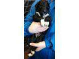 Collie Puppy for sale in Standish, MI, USA