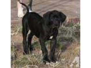 Great Dane Puppy for sale in HYSHAM, MT, USA