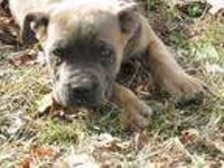 Cane Corso Puppy for sale in Cleveland, NC, USA