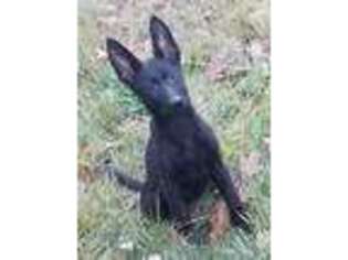 German Shepherd Dog Puppy for sale in Ethel, MO, USA