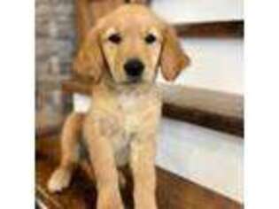 Golden Retriever Puppy for sale in Columbia, KY, USA
