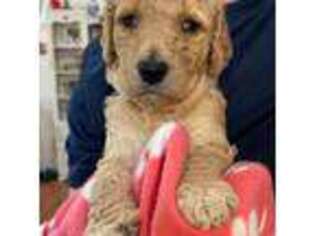 Goldendoodle Puppy for sale in Cave Spring, GA, USA