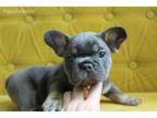 French Bulldog Puppy for sale in Long Grove, IL, USA