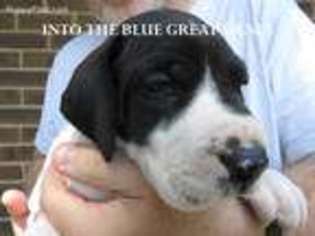 Great Dane Puppy for sale in Englewood, OH, USA