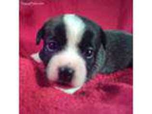 Boxer Puppy for sale in Bedford, IN, USA