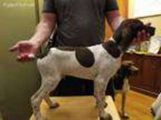 German Shorthaired Pointer Puppy for sale in Cambridge, OH, USA