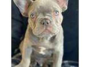 French Bulldog Puppy for sale in Moulton, IA, USA
