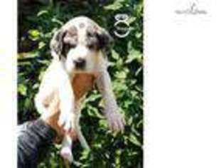 Great Dane Puppy for sale in Peoria, IL, USA