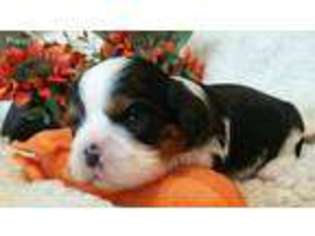 Cavalier King Charles Spaniel Puppy for sale in Oakdale, CA, USA
