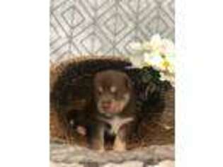Siberian Husky Puppy for sale in Waterville, NY, USA
