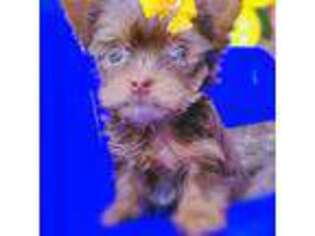 Yorkshire Terrier Puppy for sale in Conroe, TX, USA